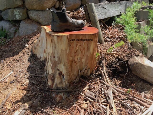 Brisbane Tree Stump with Perspective 